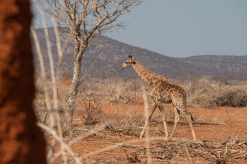 giraffe in desert