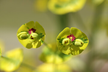 エウフォルピア・マルチニ