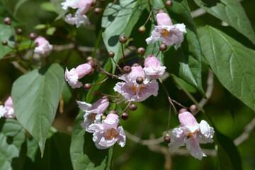 コバノキササゲ