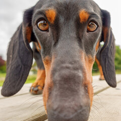 portrait of a dachshund