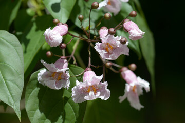 コバノキササゲ