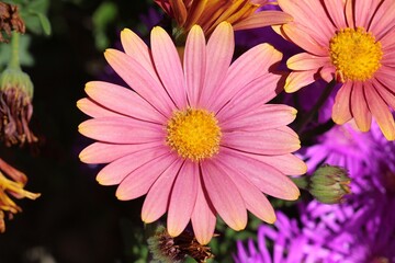 Obraz premium The bright pink and yellow variation of an African Daisy. The flowers from this bush are variegated. This Osteospermum is called Sunny Bella.