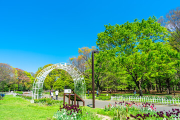 東京　春の代々木公園