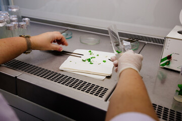 Graftage of micro plants in laboratory of biotechnology for in vitro cultivating in test tube