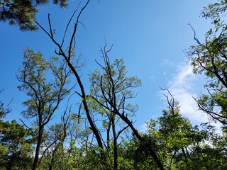 blue sky with white clouds