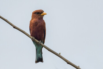 Broad-billed Roller - Eurystomus glaucurus, beautiful colored roller from African woodlands and...