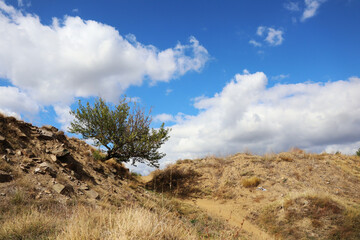tree inclined in a beautiful landscape