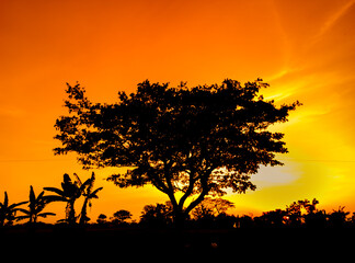 Fototapeta na wymiar Natural panorama of beautiful orange sky at sunset and tree silhouette. beautiful nature evening sky background