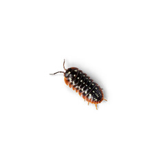 Top view of a Armadillidium klugii Montenegro aka Clown Isopod, Moving towards camera showing the Latrodectus tredecimguttatus aka Black Widow spider markings. Isolated on white background.