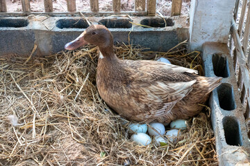 Duck incubator her eggs