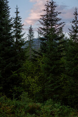 the trees of the forest. the concept is the sky with a cloudy sun