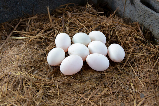 Duck eggs in farm for cooking