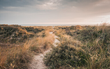 Going for a walk on a path in the dunes on the beautiful endless sand beach on the Northsea coast...