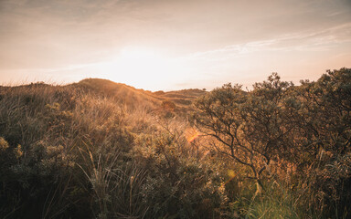 Hiking in the dunes  on the Northsea coast of the german island Juist in morning dusk. Bushes and grass and a small distant tree.
