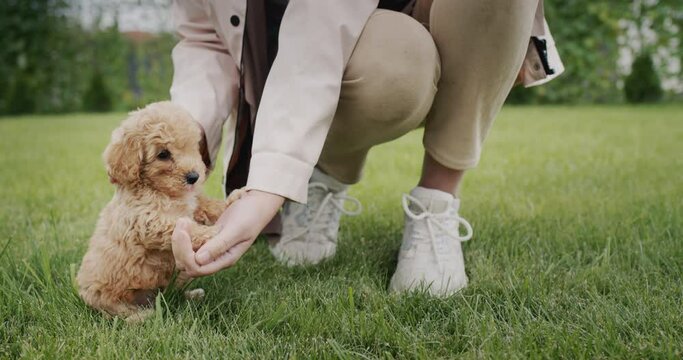 Feet of a woman on the lawn, where a small cute puppy is nearby