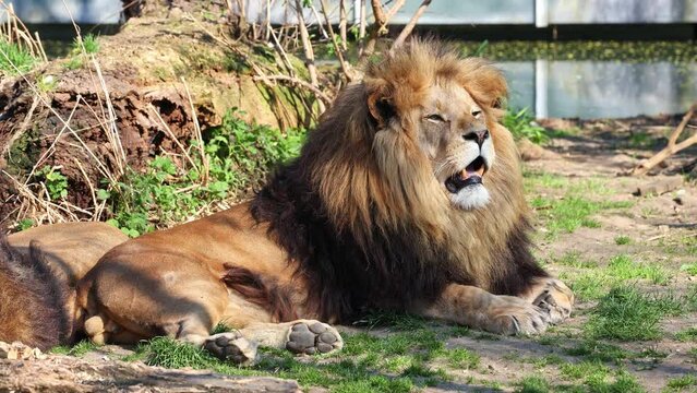 The lion, Panthera leo is one of the four big cats in the genus Panthera and a member of the family Felidae.