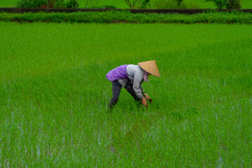 Fototapeta na wymiar Vietnamese woman working in a rice paddy. Growing rice. Asian agriculture. Traditional work.