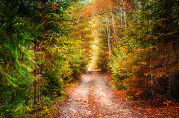 Beautiful forest road. Autumn in the mountains