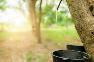 Rubber tapping in rubber tree garden. Natural latex extracted from para rubber plant. Rubber tree...