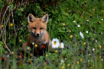 Fototapeta premium A young fox in the spring, Sainte-Apolline, Québec, Canada