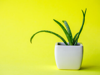 Succulent Aloe Vera Plant on White Pot Isolated on bright yellow Background by front view. Vertical mock up, copy space, close up