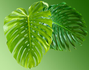green leaf isolated on white background