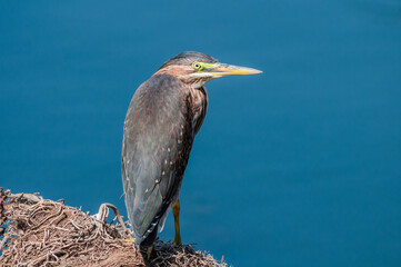 Green Heron (Butorides virescens) in Bolsa Chica Ecological Reserve, California, USA