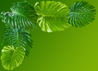 Feuilles géantes de philodendron en bordure de cadre vert © Unclesam