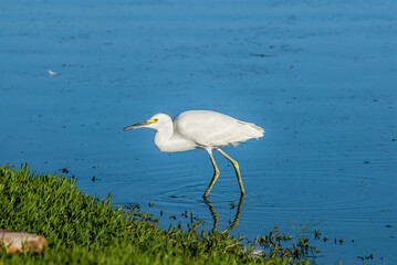 Snowy Egret (Egretta thula) in Malibu lagoon, California, USA