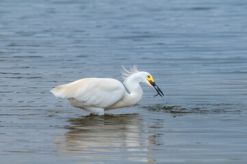 Snowy Egret (Egretta thula) in Malibu lagoon, California, USA
