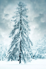 romantic winter Christmas snow landscape with a beautiful wintery snowy tree pine or spruce  and...