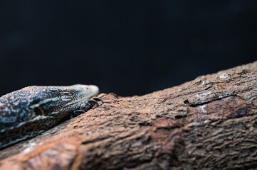 Close up photo of asian water monitor lizard resting and sleeping on tree