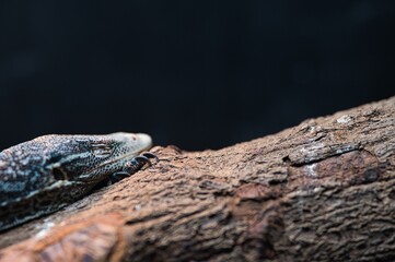 Close up photo of asian water monitor lizard resting and sleeping on tree