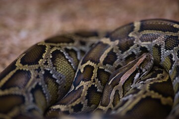 Close up photo of python in Philippines