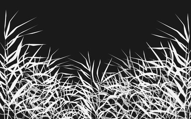 Image of a white reed or bulrush on a black background.Isolated vector drawing.