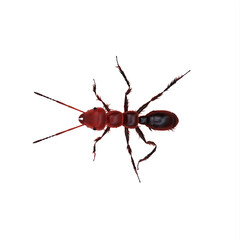 ant
