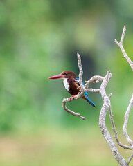 White-breasted Kingfisher (Halcyon smyrnensis) bird perch on a dead tree branch over the lake, waiting for the right time to dive into the waters.