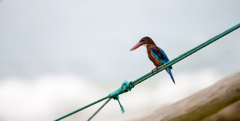 White throated kingfisher resting on a fishing boat rope in the beach close up shot.