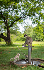 Clever tufted gray langur and the babies, thirsty young monkeys drinking from the tap.