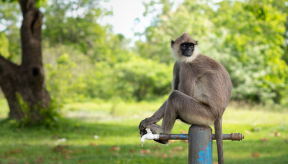 Thirsty monkey sitting on top of the water tap and looking back. © nilanka