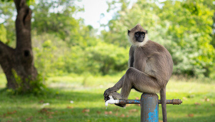 Thirsty monkey sitting on top of the water tap and looking back.