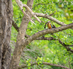 Stork-billed Kingfisher catches a big Channa Striata fish and flies over to the nearby tree branch and is ready to feed.