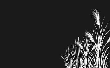 Image of a white reed or bulrush on a black background.Isolated vector drawing.