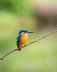 Fototapeta premium Beautiful Kingfisher bird perch portrait photograph, Ceylon Small Blue Kingfisher perch on a bare twig and patiently wait for a small fish to surface the waters under the branch.