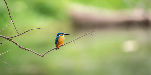 Beautiful common kingfisher bird perch on a leafless twig against a green natural background.