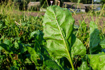 Fodder beet leaves are infected with a fungus from the Cercospora family