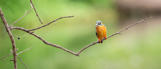 Beautiful common kingfisher bird perch on a leafless twig against a green natural background close to the water stream.