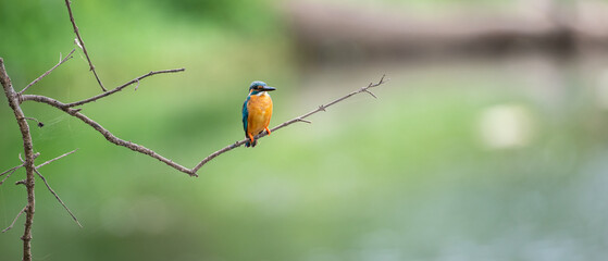 Mal pilihuduwa bird perch on a leafless twig against a green natural background.