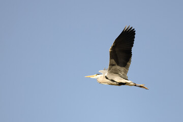 Grey heron