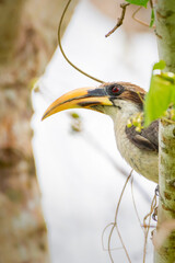 Beautiful Sri Lanka grey hornbill bird close-up profile photograph,